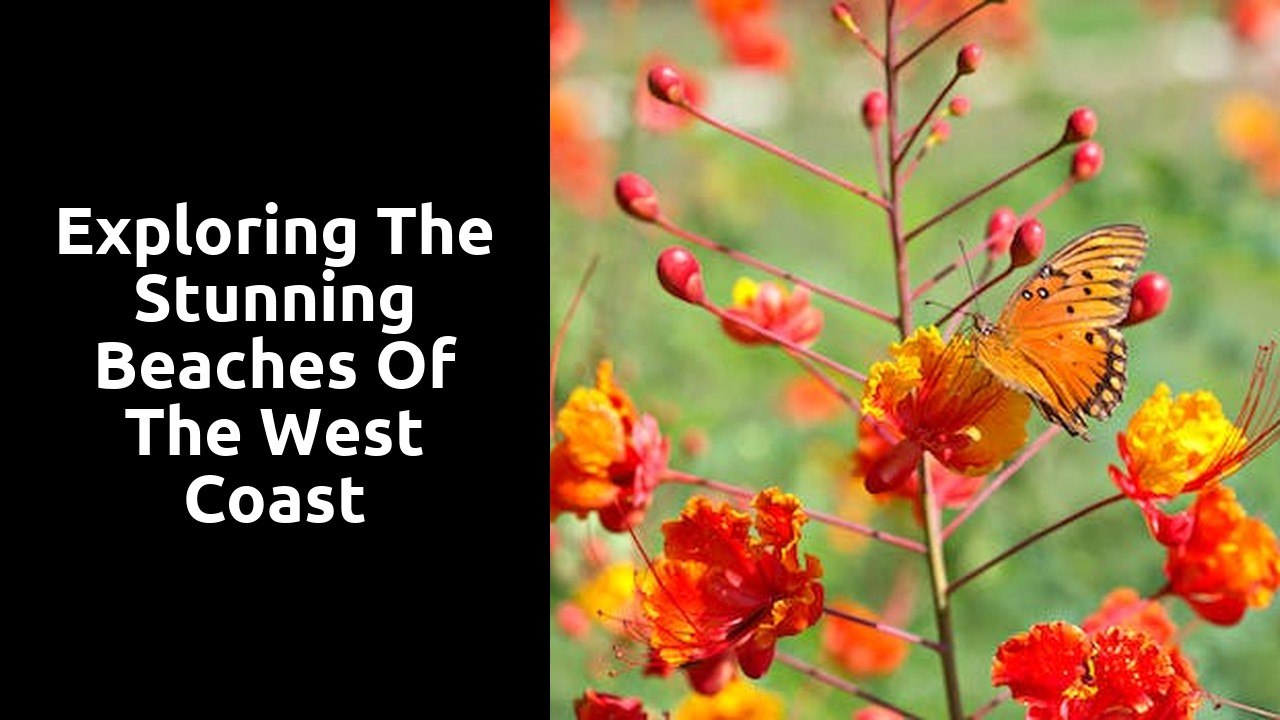 Exploring the Stunning Beaches of the West Coast