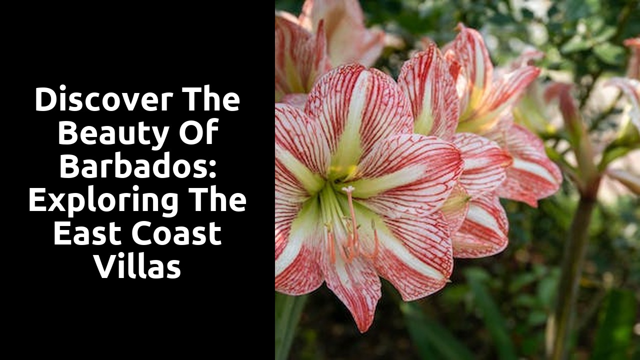 Discover the Beauty of Barbados: Exploring the East Coast Villas