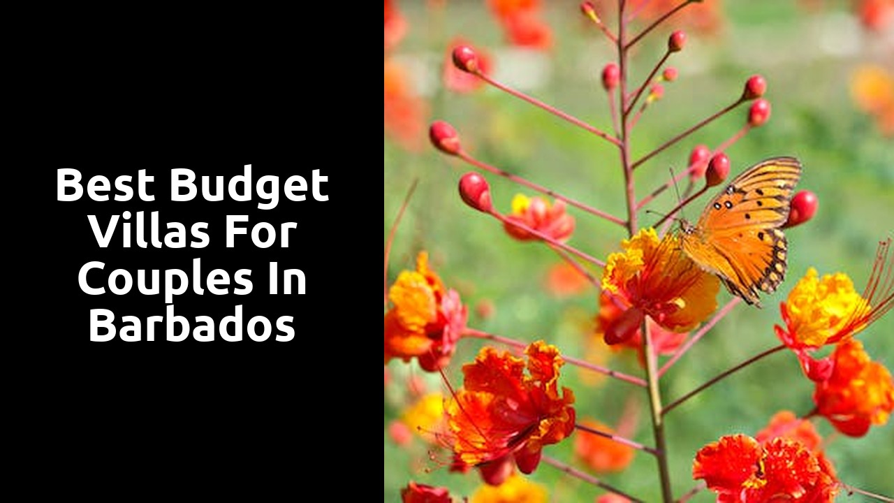 Best Budget Villas for Couples in Barbados