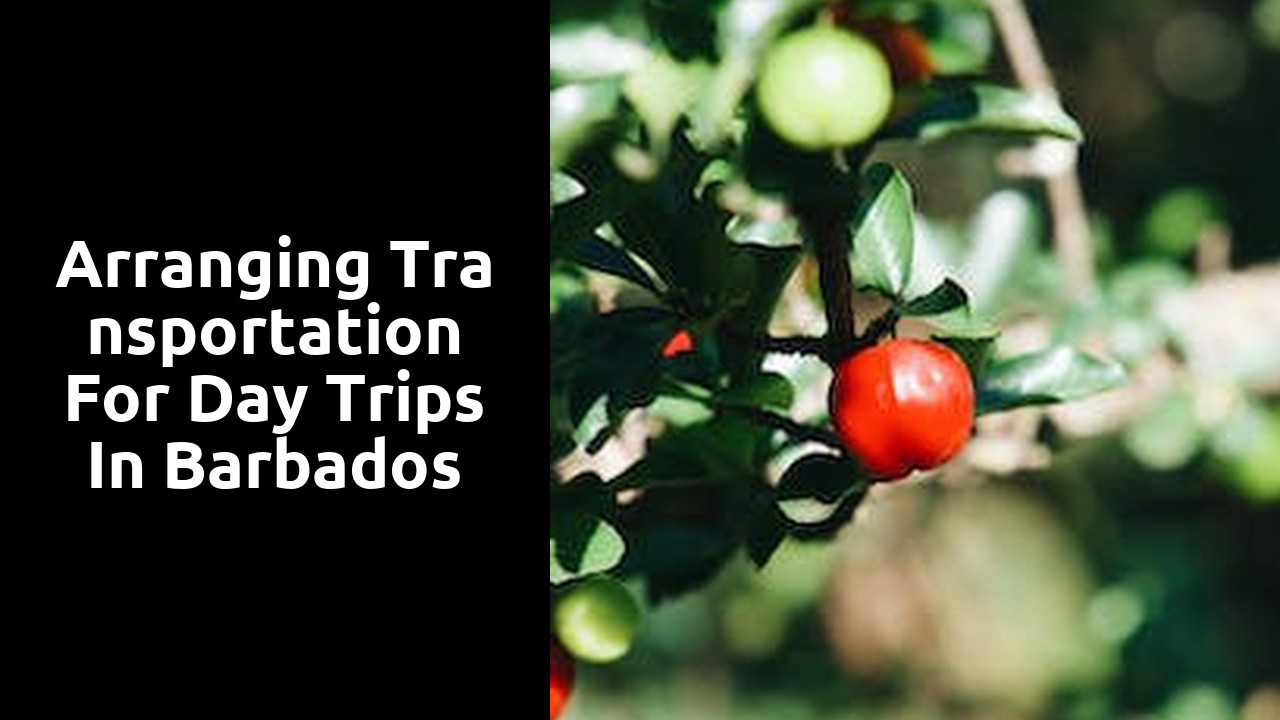 Arranging transportation for day trips in Barbados